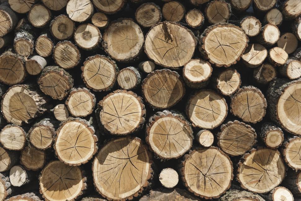 Exploatarea lemnului: Volum si unele preturi, in scadere anul trecut