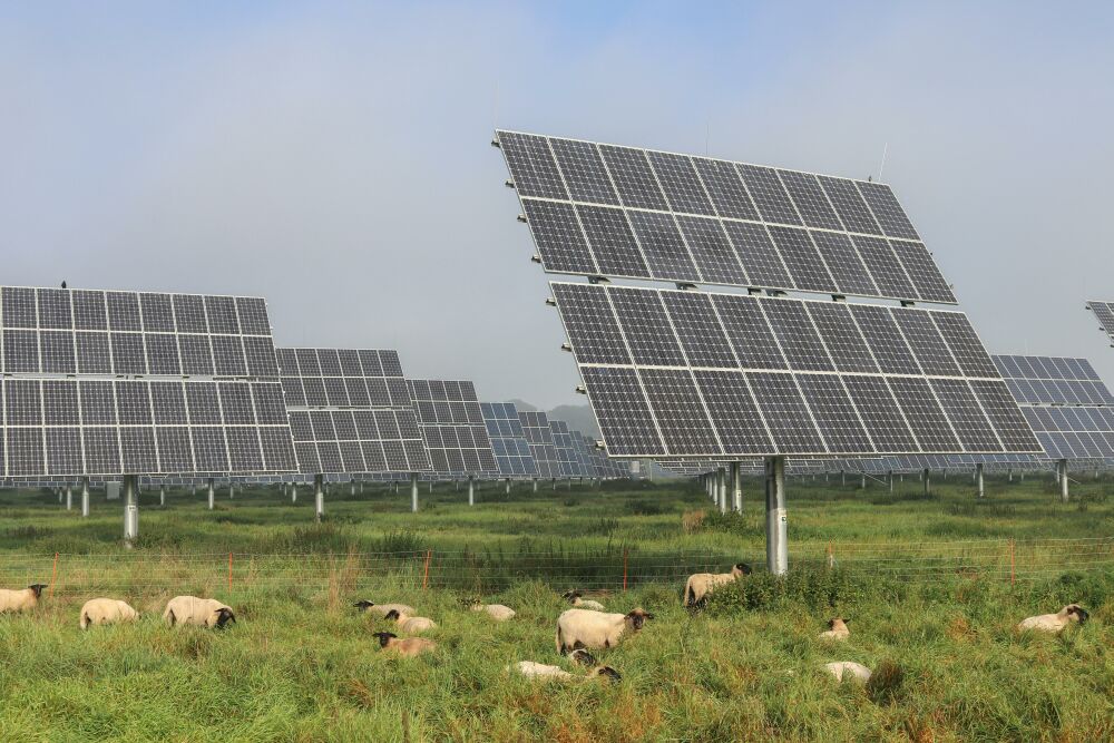 Bani europeni pentru panouri fotovoltaice in sectorul agricol si alimentar